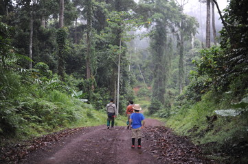 Obraz premium A boy walking in a tropical forest in Danum Valley in Borneo