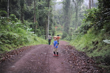 Obraz premium A boy walking in a tropical forest in Danum Valley in Borneo