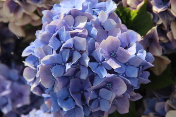 hortensia