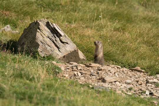 marmotte