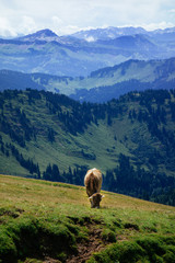 Naklejka premium Wandern an einem Sonntag auf der Nagelfluhkette in den Allgäuer Aplen