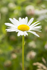 Obraz premium Oxeye Daisy Flower Close Up