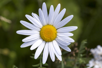 Obraz premium Oxeye Daisy Flower Close Up