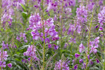 Fireweed Flowers with Bees