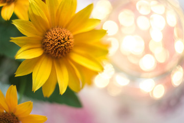 Yellow flowers macro with blurred background and bokeh.
