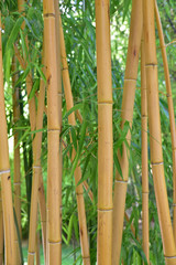 Fototapeta premium Bambous jaunes au jardin en été