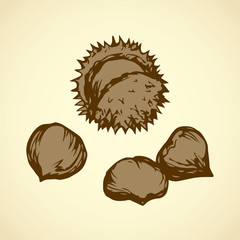 Chestnut. Vector drawing