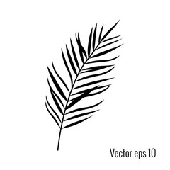 Palm leaf vector illustration.