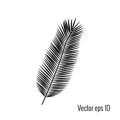 Palm leaf vector illustration.