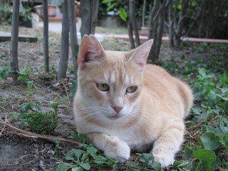 gatto