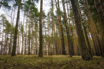 Fototapeta premium Pine Forest Spring Morning
