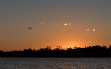 Bird at Sunset