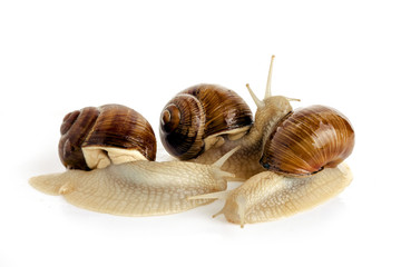 Three garden snails