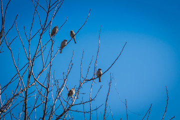 Sparrows on the Tree