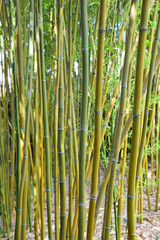 Bambous jaunes et verts au jardin en été