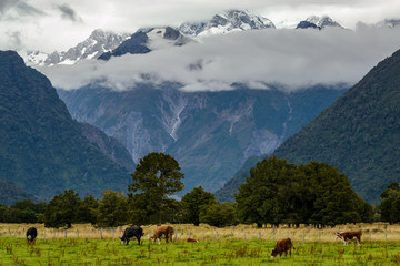 Beautiful landscape from New Zealand. Mountains with clouds in the background and cows on the foreground.