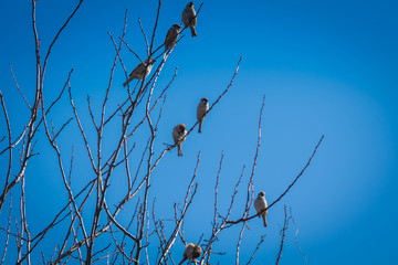 Sparrows on the Tree