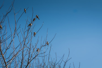 Sparrows on the Tree