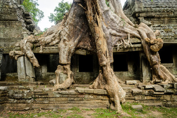Fototapeta na wymiar An old tree in the ancient Angkor Wat, Siem Reap, Cambodia