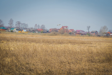 Spring Dry Grass