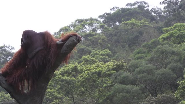 An adult Bornean orangutan climbed up to the top of the tree and sit down to see the forest from above at a day summer, Pongo Pygmaeus at the Taiwan  in Taipei -Dan