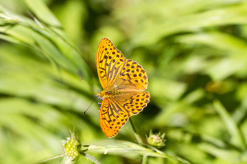 Kaisermantel - Tagfalter - Schmetterling - Perlmutterfalter - Edelfalter