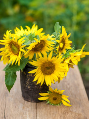 Fototapeta premium Sunflowers