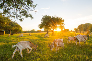 Ziegen bei Sonnenuntergang