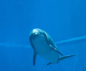 Bottlenose dolphin (tursiops truncatus), underwater view
