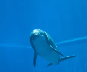 Crédence de cuisine en verre imprimé Dauphin Grand dauphin (tursiops truncatus), vue sous-marine