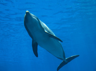 Fototapeta premium Bottlenose dolphin (tursiops truncatus), underwater view