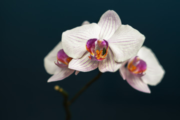 White flower with lilac orchid