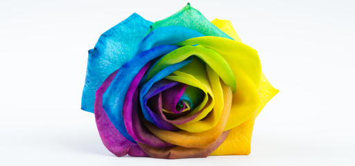 Fototapeta na wymiar Bunte Rose in Regenbogenfarben auf weißem Hintergrund, Banner mit Textfreiraum