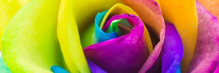 Bunte Rose in Regenbogenfarben, Banner © Angela Rohde