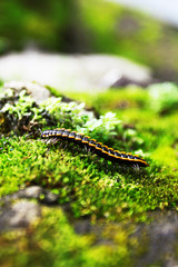 Black and yellow Caterpillar