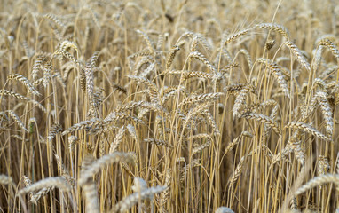 Wheat field outside the city