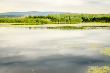 Obraz na płótnie Canvas Lake in the summer 