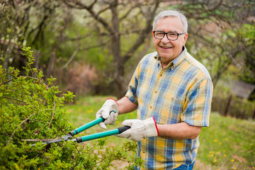 Senior man in his garden. He is pruning bushes. 