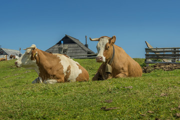 cows lie on green mountain meadow relaxing taking a break from grazing