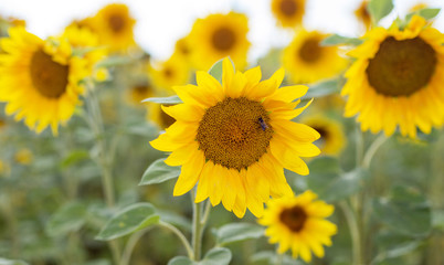 Obraz premium large number of sunflowers