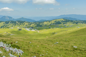 vast mountain meadows with cows grazing