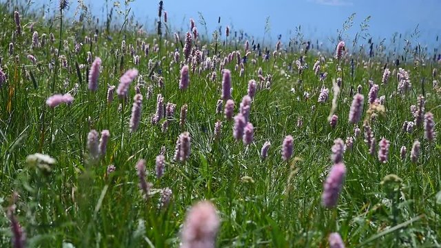bl&uuml;hende Kn&ouml;terich-Wiese im Wind