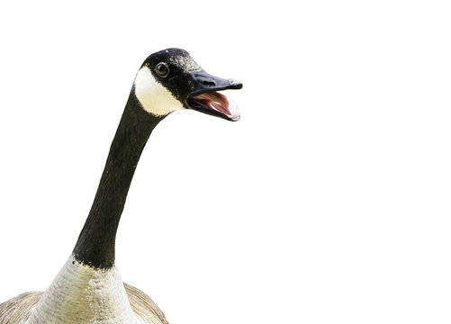 Canada goose with mouth open, isolated on white background