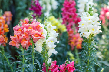 Beautiful flower and green leaf background in garden at sunny summer or spring day for postcard. beauty decoration and agriculture idea concept design.