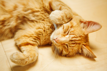 Cute red cat laying on his back at floor with closed eyes