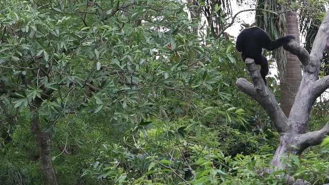 An adult spider monkey climbed up to the top of the tree and sit down to see the forest from above at a day summer, Ateles paniscus at the Taiwan  in Taipei -Dan