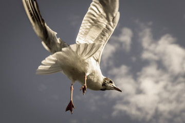 Flying Seagull (vintage)
