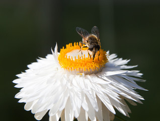 big fly on a flower White Helichrysum