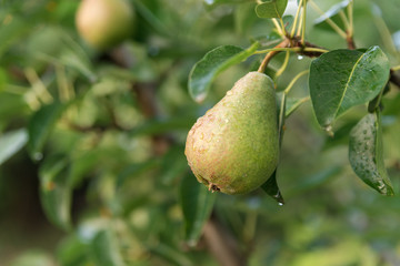 Pear ripens on a tree branch in the garden