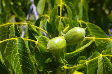 Walnut Tree Grow waiting to be harvested